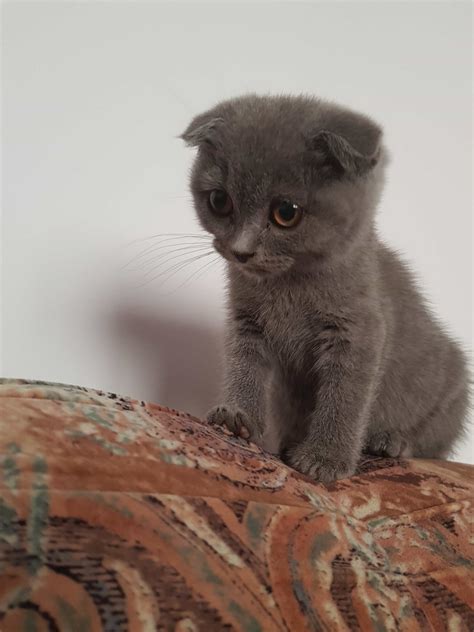 Photo Gallery - Scottish Fold Cats and Kittens - Cat Breed Information - Scottish Fold Cats and ...