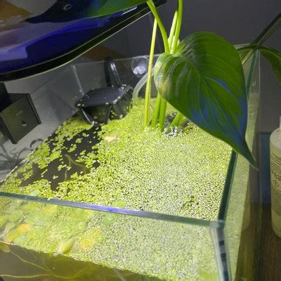 Duckweed lemna Minor Live Floating Aquarium Plant Over - Etsy