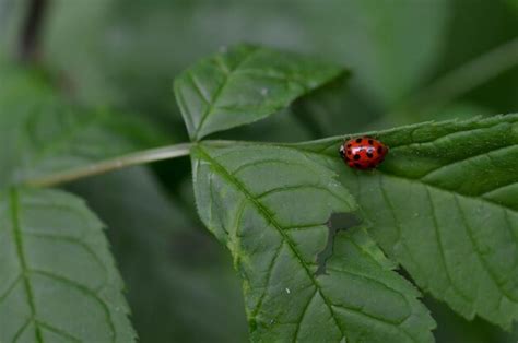 Premium Photo | Ladybug on green leaf