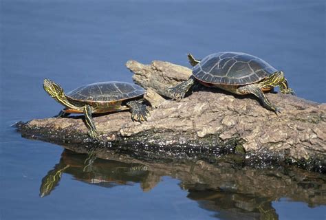 Discover Nature: Western Painted Turtle | KBIA