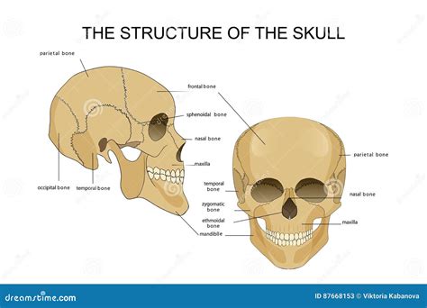 De Structuur Van De Schedel Vector Illustratie - Illustration of skelet ...