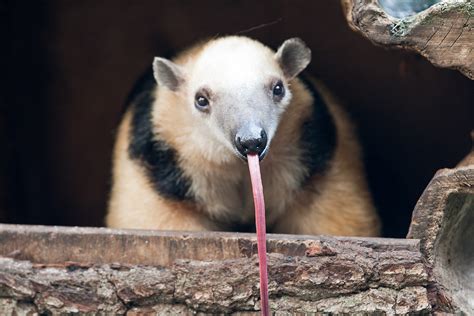 The Longest Tongues in the Animal Kingdom