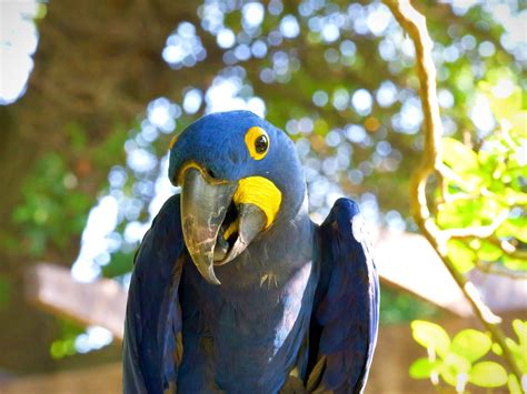 Hyacinth Macaw - Zoo Guide