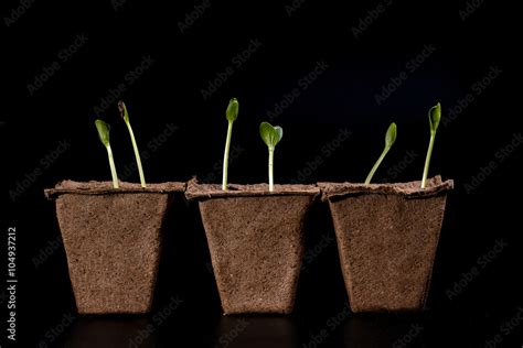 three pots with seedlings Stock Photo | Adobe Stock