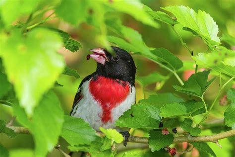 Rose-breasted grosbeaks arrive in Houston straight from the tropics