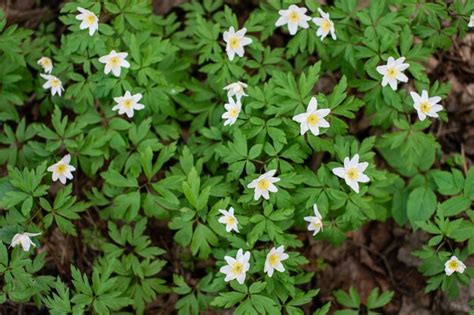 Premium Photo | Anemone anemone in the garden in nature