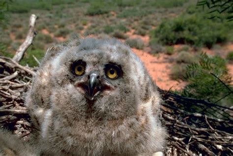 Identifying a Baby Owl (Eastern US) - The Infinite Spider