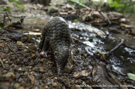 Endangered baby pangolin takes his first steps after rescue from poachers - ZooBorns