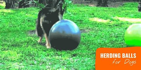 10 Best Herding Balls for Dogs – Reviews, Materials, Durability & Sizes