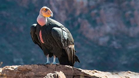 Bird Flu Vaccine Authorized to Save California Condors — Precision Vaccinations News