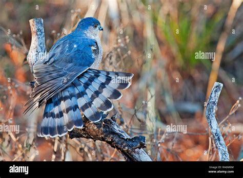 Sharp shinned hawk hi-res stock photography and images - Alamy