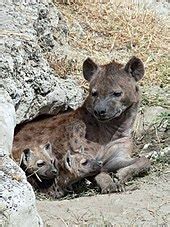 Spotted hyena - Wikipedia