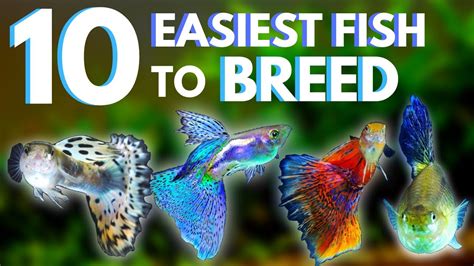 10 Easiest Fish to Breed + Care for (UPDATED) - YouTube