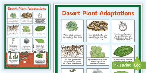 Desert Plant Adaptations Display Poster - Teaching Resource