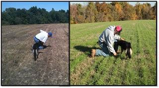 Before and after forage planting | (Left photo) Cattle farme… | Flickr