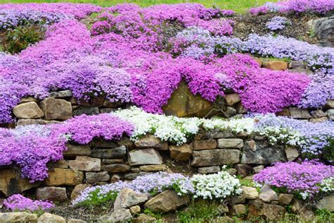 Landscaping with colorful Creeping Phlox. Stock Photo - 39614273 Rock Garden Plants, Ivy Plants ...