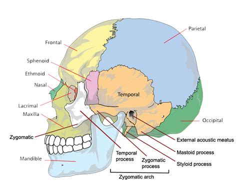 The Bones of the Skull | Human Anatomy and Physiology Lab (BSB 141) | | Course Hero