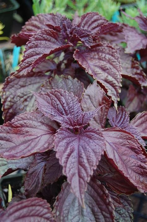 Shiso Perilla Purple 20 seeds per pack | Etsy