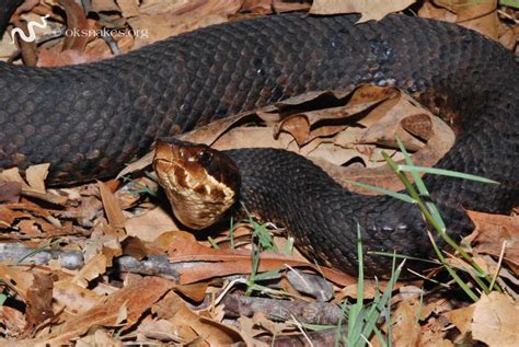 Northern cottonmouth