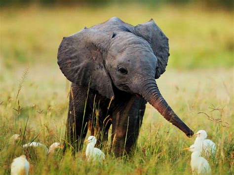 A baby elephant feeding egrets : aww