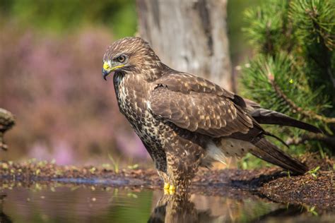 Sparvhök | Sperber, Adler, Fabel