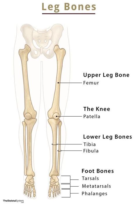 the bones and their major skeletal systems are labeled in this diagram, which shows where each bone