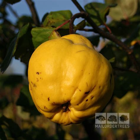 Cydonia Portugal - Portugal Quince Tree | Mail Order Trees