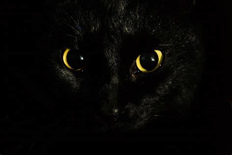 Black Cat Spiritual Meaning and Symbolism - Are They Bad Luck ...