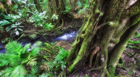 Daintree, Reef and Kuranda | Reef Experience