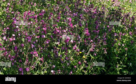 Red Campion flowers Stock Photo - Alamy