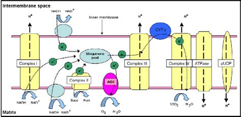 3. Organisation of electron transport chain components and ATP synthase ...