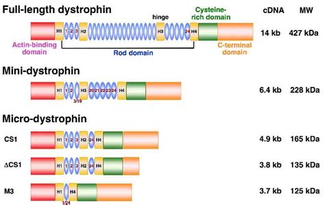 Progress and Challenges in AAV-Mediated Gene Therapy for Duchenne ...