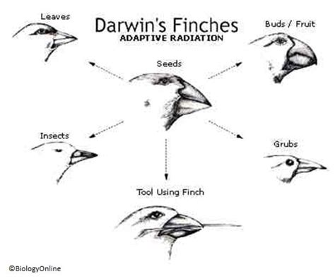 Charles Darwin Natural Selection