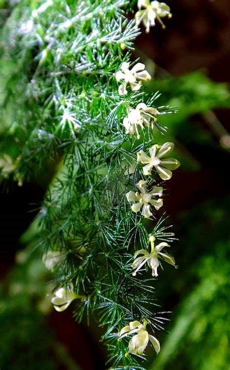 Asparagus Fern Flower 6 by TreeClimber on DeviantArt