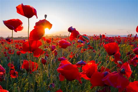 Field of Poppies Wallpaper (50+ images)