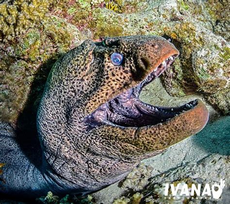 Master of the coral reef – The Giant Moray Eel • Mares - Scuba Diving Blog