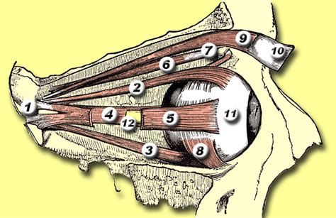 The annulus of Zinn, also known as the annular tendon or common tendinous ring, is a ring of ...