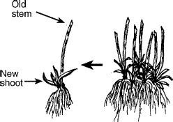 Home Propagation of Plants: Division And Layering