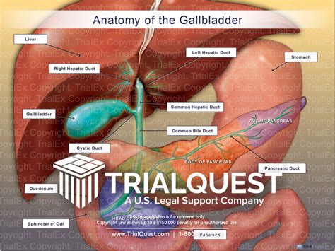 Normal Anatomy Of The Gallbladder and Pancreas - TrialExhibits Inc.