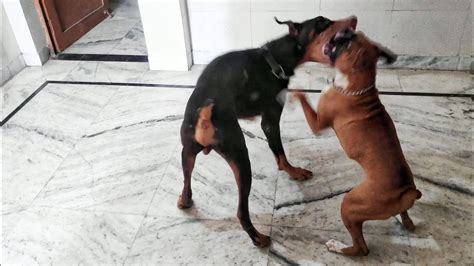 Doberman vs Boxer dog - YouTube