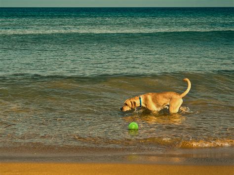 Best Pet-friendly Beaches in the United States