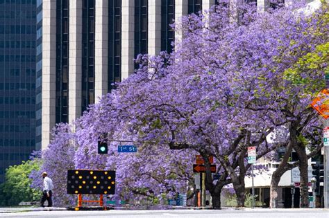 Photos: Jacaranda trees explode with their purple parade around LA ...