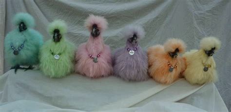 1000+ images about Silkies on Pinterest | Silkie Chickens, Chicken and ...