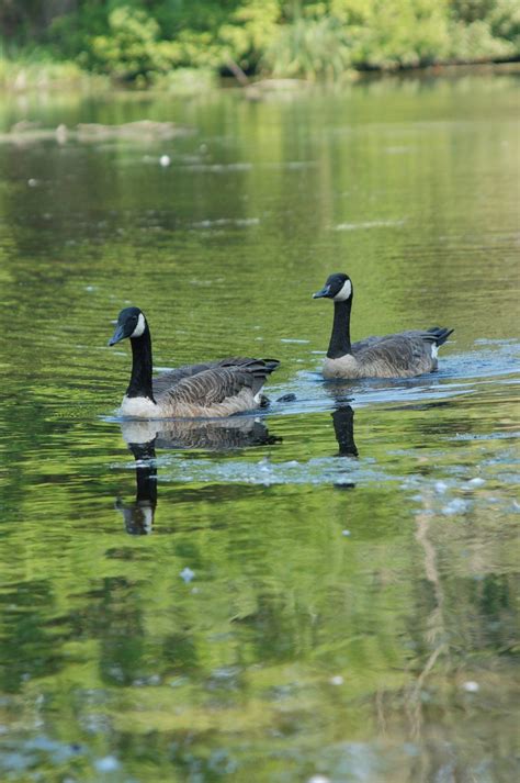 swimming swans Free Photo Download | FreeImages