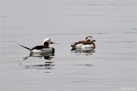 Long-tailed Duck Male – Good Morning Gloucester