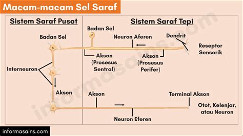 Sistem Koordinasi: Sistem Saraf dan Sel Saraf - InformasainsEdu