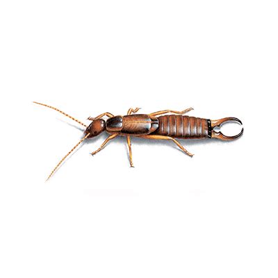 Earwig Life Cycle: Lifespan, Stages, Metamorphosis, Etc. | Orkin