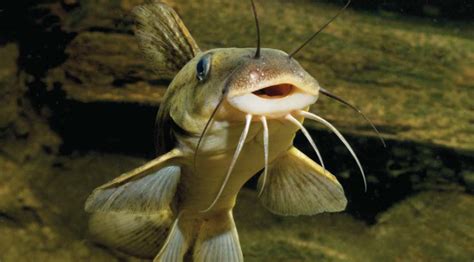 eel-tailed-catfish - Land for Wildlife