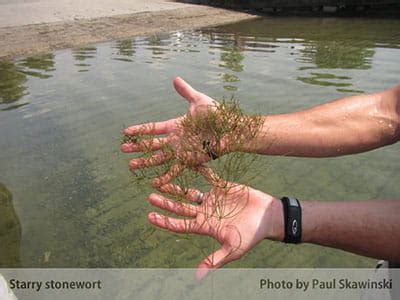 Invasive Species: Starry Stonewort