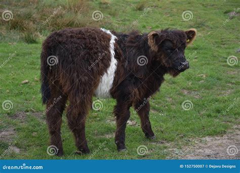 Shaggy Baby Belted Galloway Calf On Moorland Editorial Photo | CartoonDealer.com #152750615